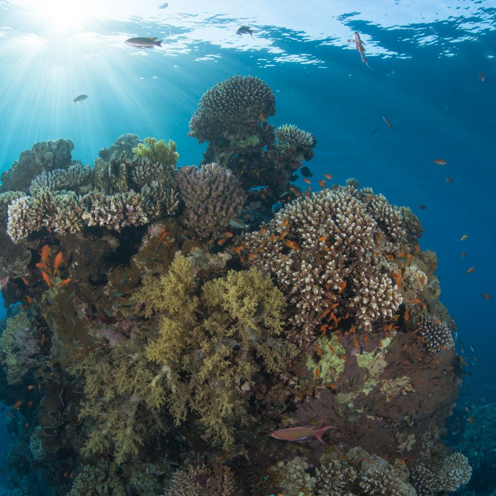 AWARE Coral Reef Conservation – Diverse Divers Club